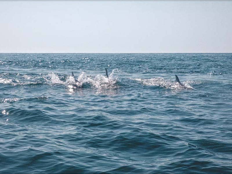 Pêche au thon Arcachon Atlantique - Vincent Reveleau Balade sur Chaland - 12-peche-au-thon-cap-ferret-maison-reveleau-activite-bassin-arcachon-voir-les-dauphins